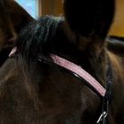Star Tack Glamour Otsapanta