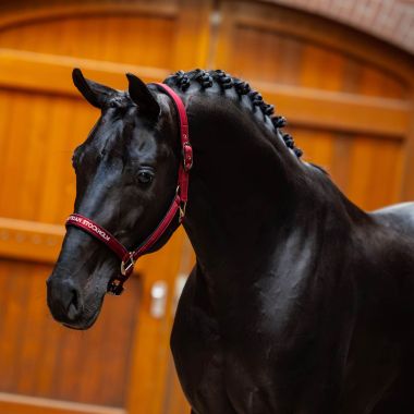 Equestrian Stockholm Line nailonriimu