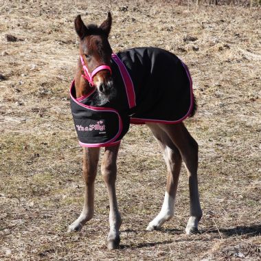 Equitare Newborn Varsaloimi